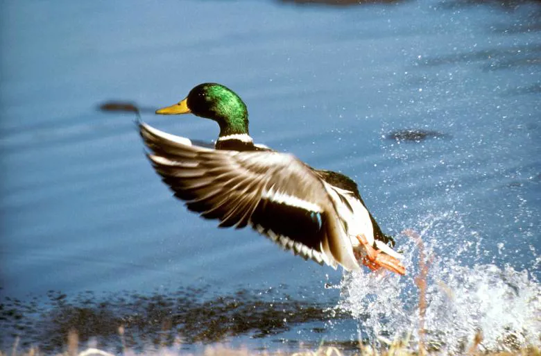 Duck Taking Flight